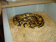 lemon pastel female