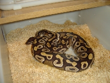 mojave male