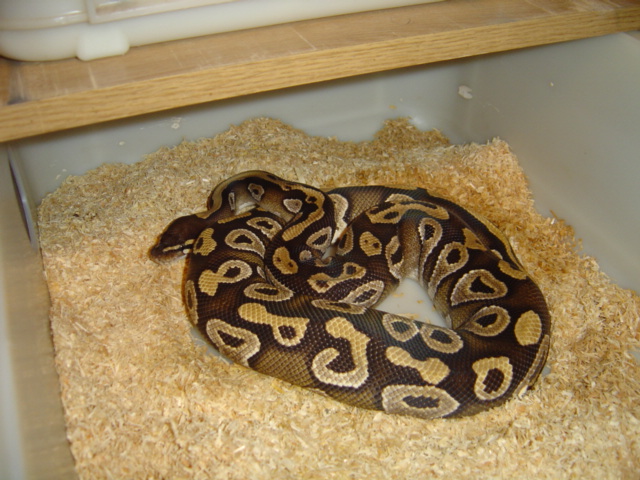 mojave male