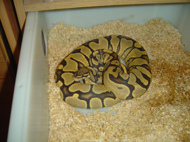 orange ghost female