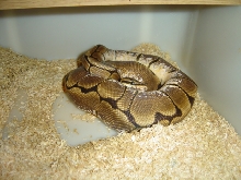 spider male
