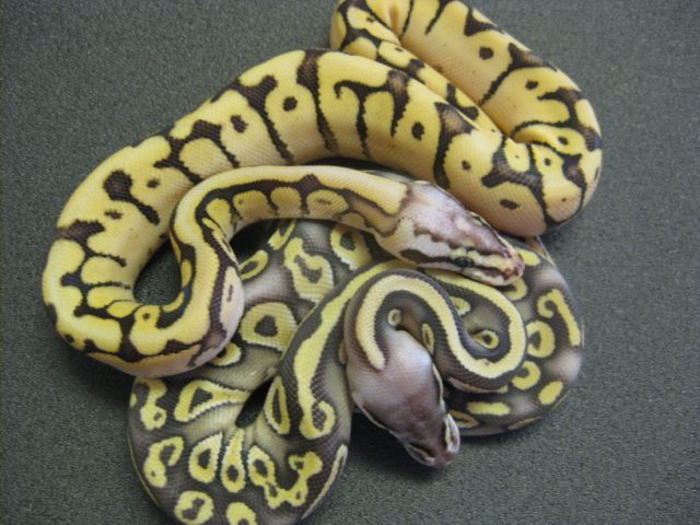 killerbee mojave, super pastel mojave