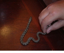 diamond back water snake