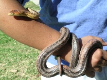 baird's rat snake