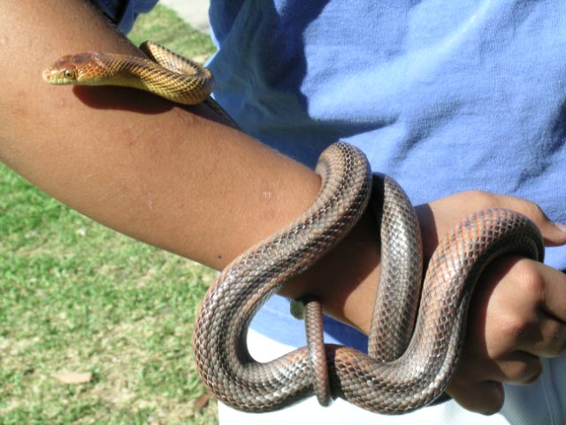 baird's rat snake