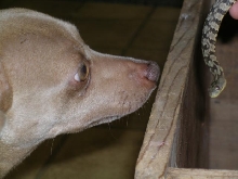 My dog and diamondback water snake