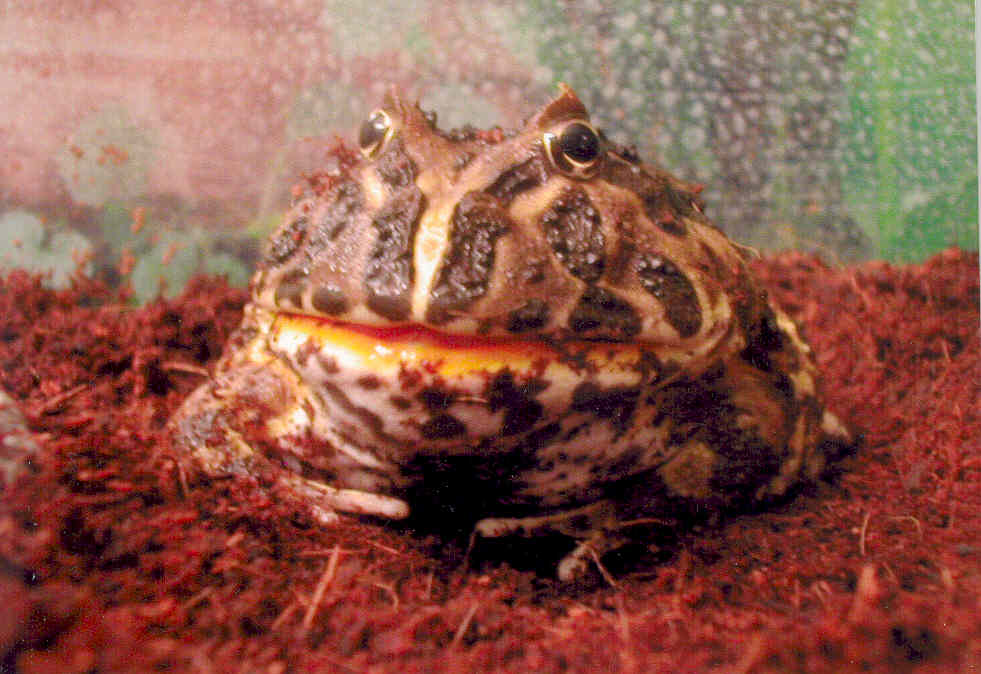 Darwin
