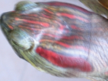 Red Eared cum 'red headed' Slider?? 01