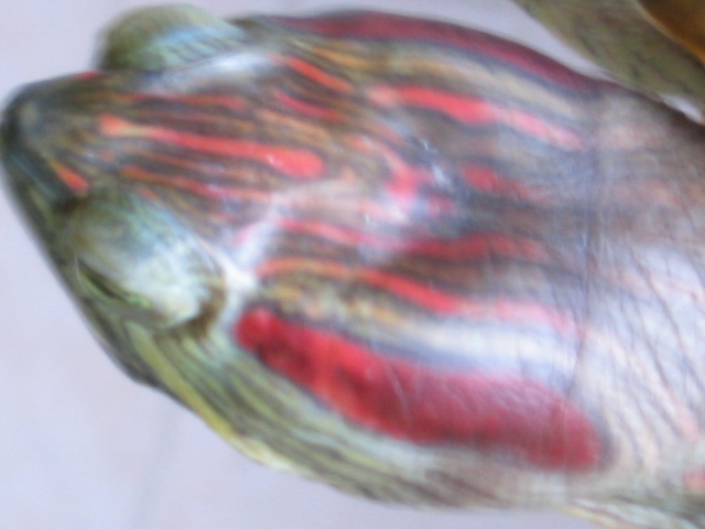 Red Eared cum 'red headed' Slider?? 01