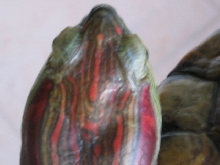 Red Eared cum 'red headed' Slider?? 02