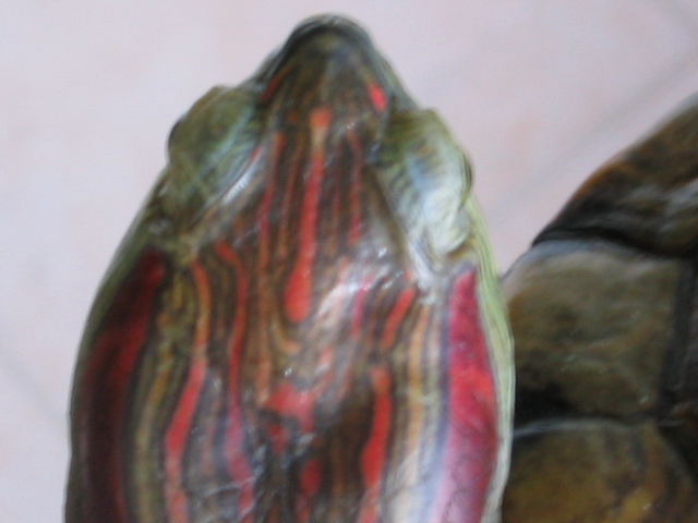 Red Eared cum 'red headed' Slider?? 02