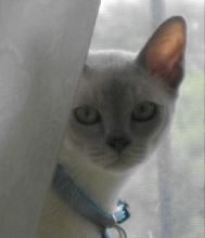 Levi in the window