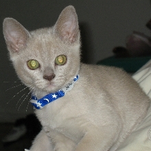 Here is Levi