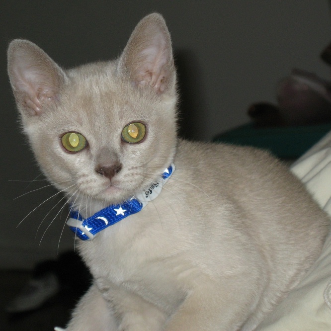 Here is Levi