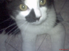 Cola close up