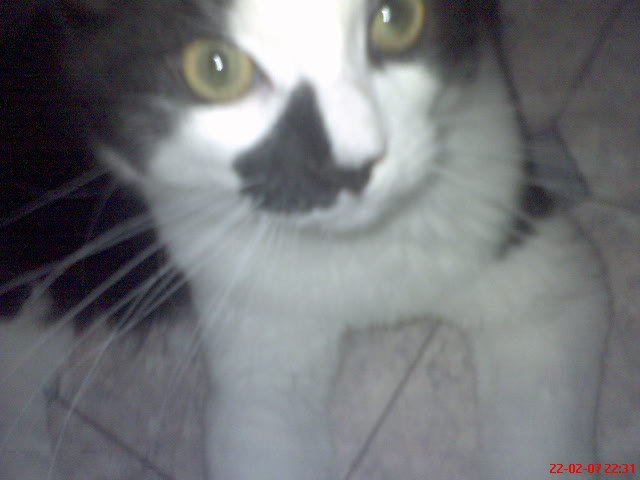 Cola close up