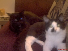 Pepsi and Cola