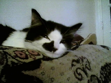 Sleepy Cola