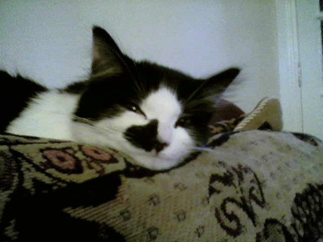Sleepy Cola