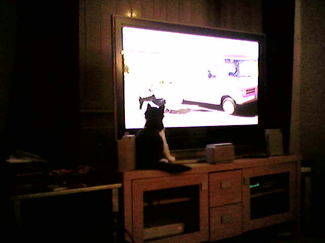 Cola watching TV