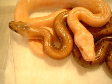 Albino Green granite and G/G