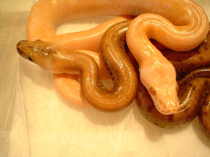 Albino Green granite and G/G
