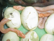 Albino Granite babies