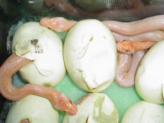 Albino Granite babies