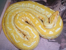 Albino Labyrinth