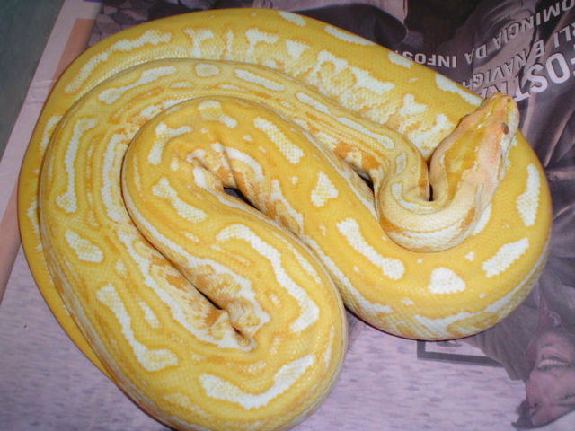 Albino Labyrinth