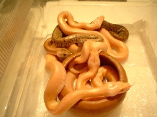 Babies Green/Granite