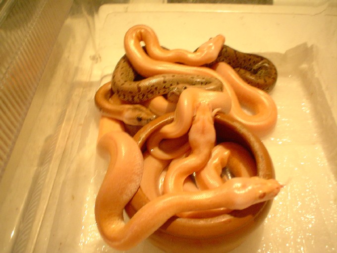 Babies Green/Granite
