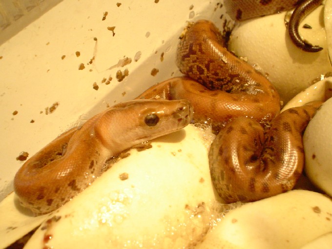 G/G het albino