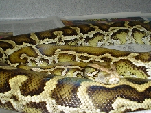 Unusual Burm