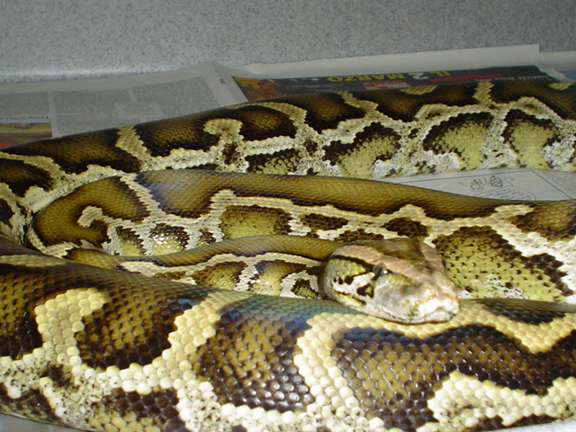 Unusual Burm