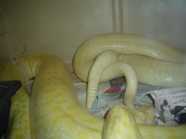 albino granite x albino granite