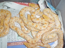 DBL HET Granite/Green