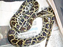 baby TPL HET