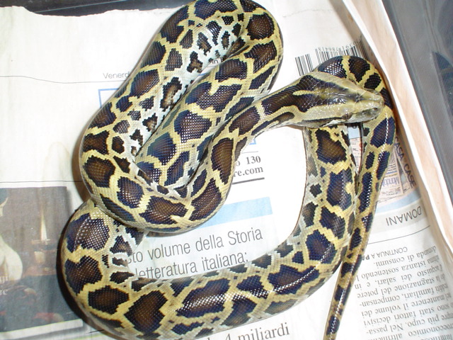 baby TPL HET