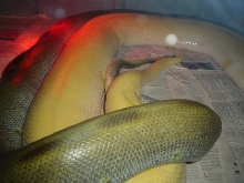Green breeding