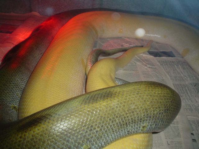 Green breeding