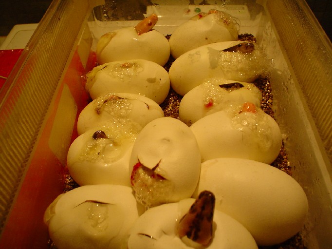 The new born 2008