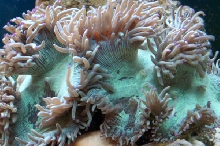 Catalaphyllia