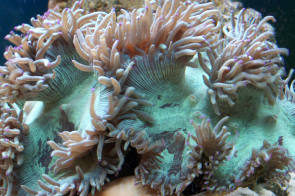 Catalaphyllia