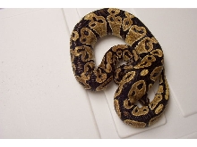 High Yellow Male