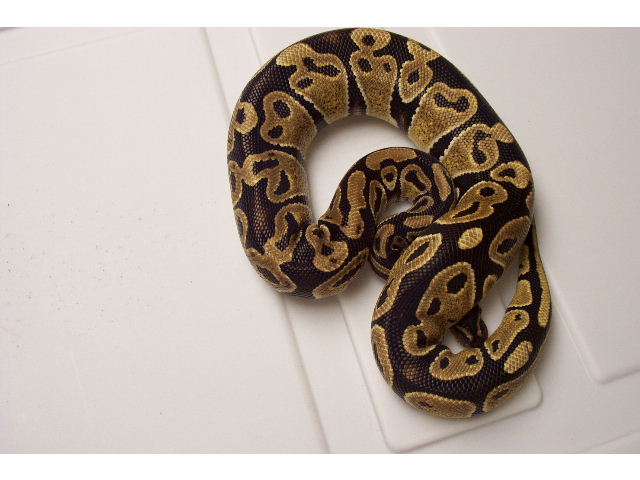 High Yellow Male