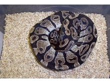 Axanthic