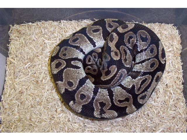 Axanthic