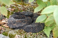 adult timber