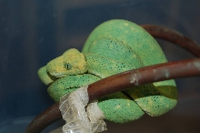 Atheris chlorechis